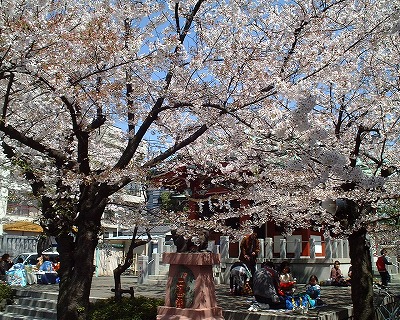洲崎神社の桜